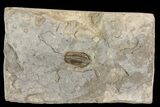 Mississippian Trilobite (Ameropiltonia) - Missouri #77996-2